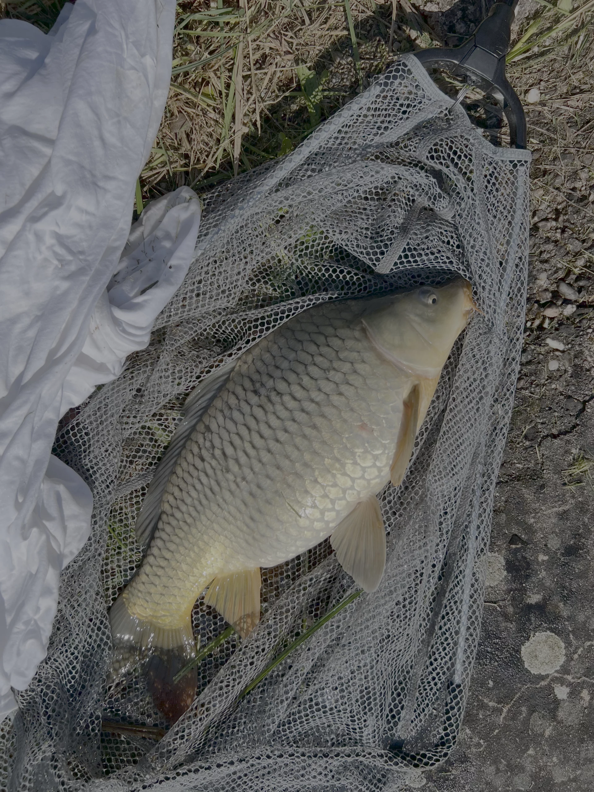 La pêche à la carpe